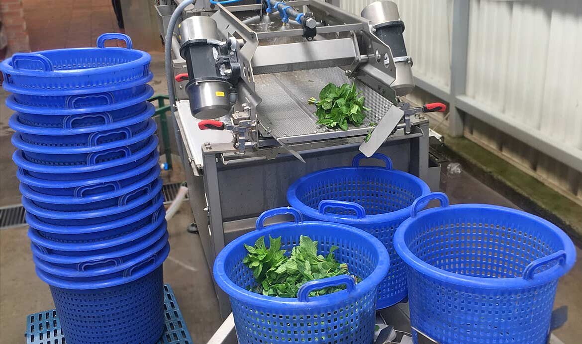 La Corsaria, Colombia: Gently wash and dry the mint using KRONEN technology