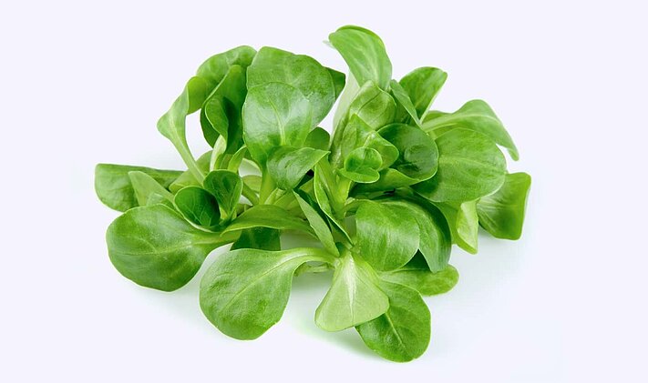 KRONEN bietet Maschinen und Linien für die Verarbeitung von Salat, Obst und Gemüse - auch für empfindliche Produkte wie Baby Leaf