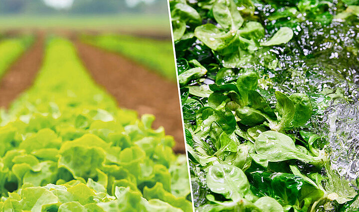 Chaînes de transformation KRONEN pour la salade, les légumes et les herbes aromatiques