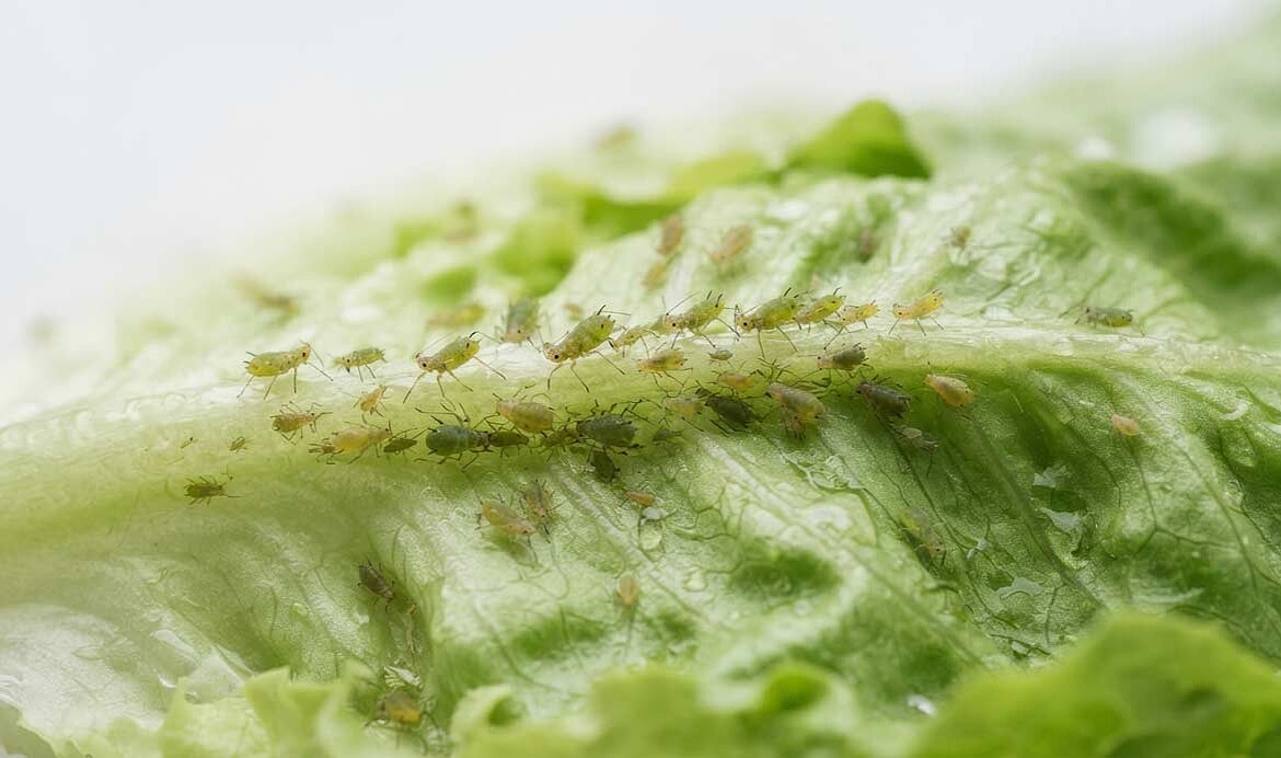 AphidWash: Zuverlässigere Reinigung von Salat, Salatmischungen und Blattgemüse bei Blattlausbefall 
