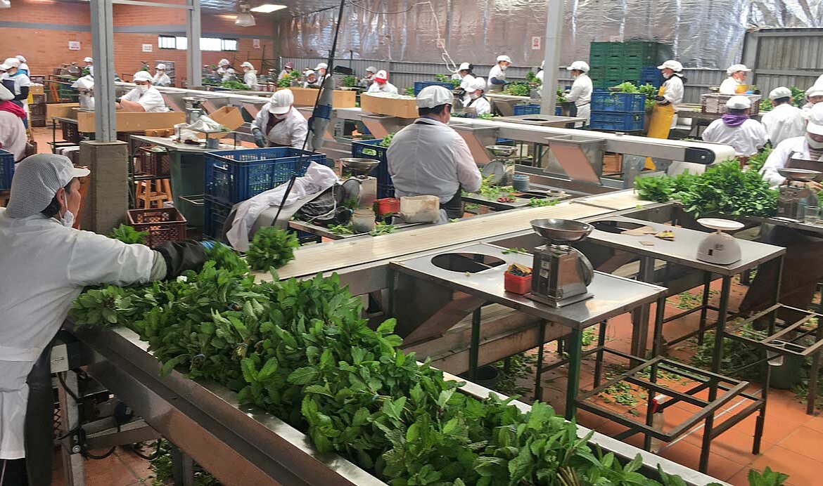 La Corsaria, Colombia: Gently wash and dry the mint using KRONEN technology