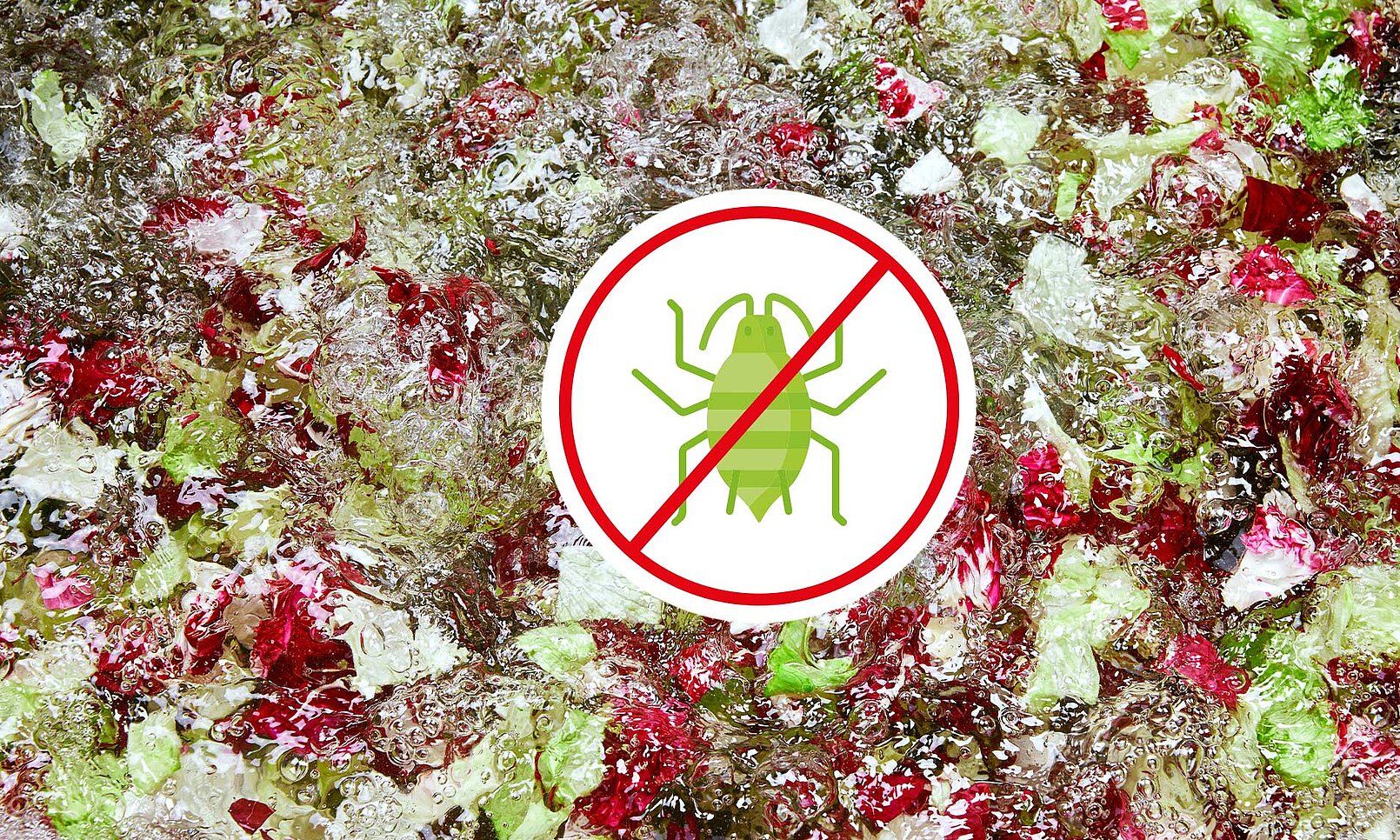 Blattläuse beim Waschen von Salat effektiv entfernen mit AphidWash