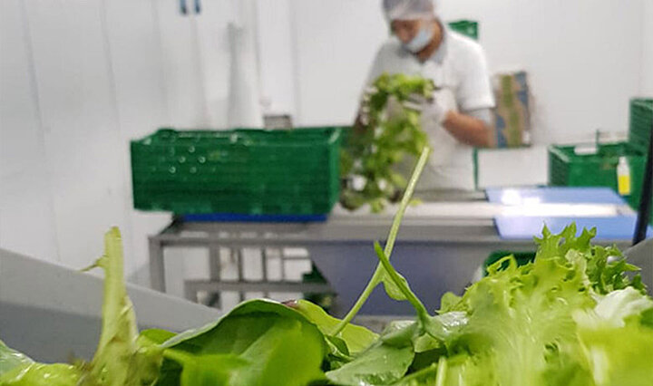 Delicate lettuce leaves are washed and spun dry in the production facility of Verdeagua