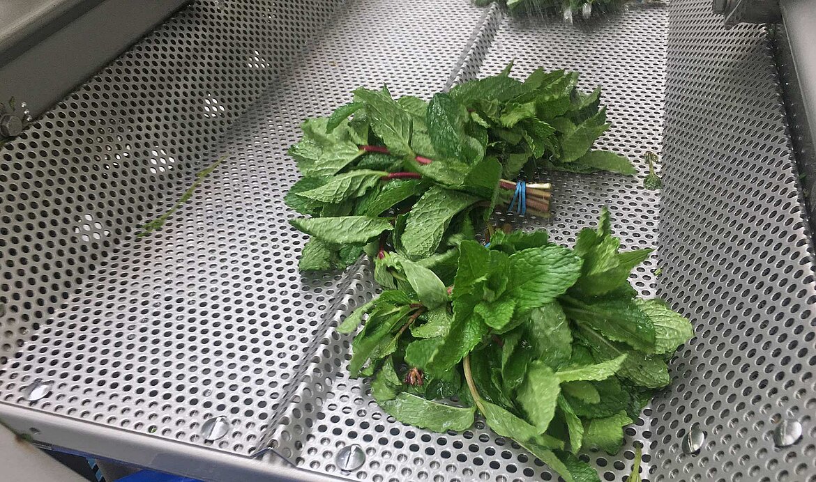 La Corsaria, Colombia: Gently wash and dry the mint using KRONEN technology