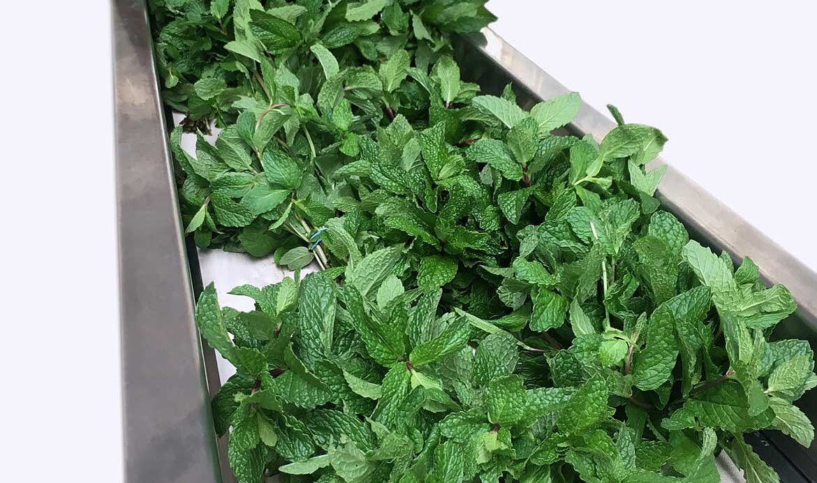 La Corsaria, Colombia: Gently wash and dry the mint using KRONEN technology
