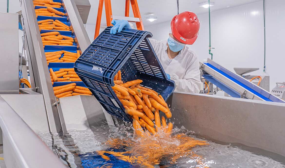 Waschen von Karotten in einer Linie von Kronen beim Schulcaterer Comepar S.A.